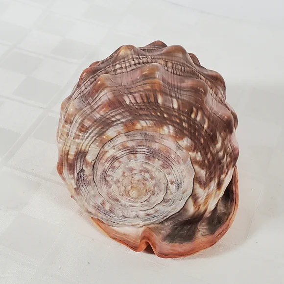 Bullmouth Helmet Shell - Picture 3 of 5